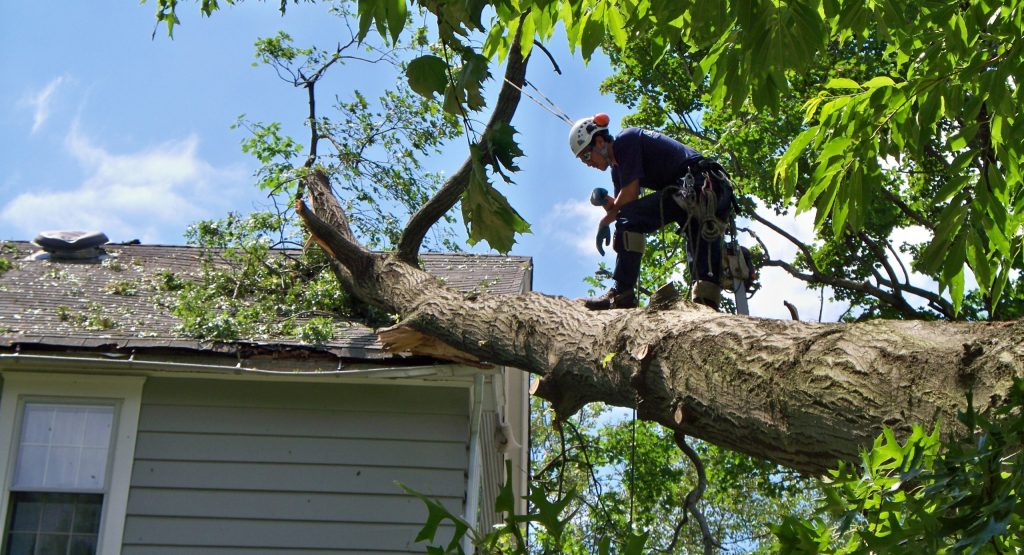 Tree Service in {city}